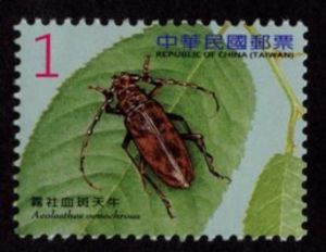 Beetle (Aeolesthes oenochrous)
