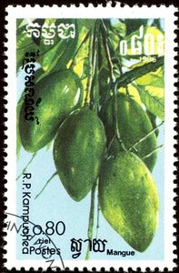 Mango (Mangifera indica)
