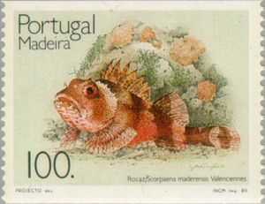 Madeira Rockfish (Scorpaena maderensis)