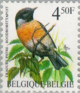 European Stonechat (Saxicola rubicola)