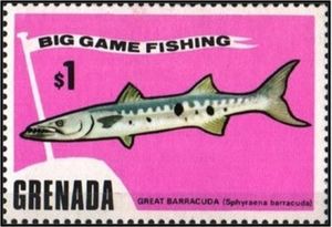 Great Barracuda (Sphyraena barracuda)