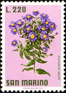 New York Aster (Aster dumosus)
