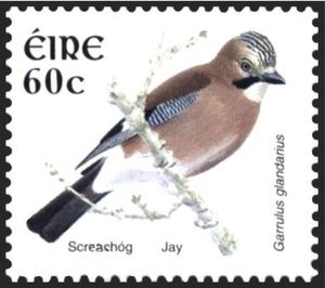 Eurasian Jay (Garrulus glandarius)
