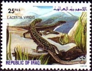 European Green Lizard (Lacerta viridis)