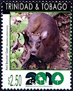 Red Brocket Deer (Mazama americana)
