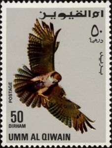 Red-tailed Hawk (Buteo jamaicensis)