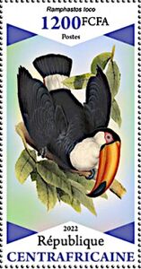 Ramphastos toco
