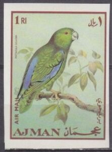 Dusky-billed Parrotlet (Psittacula sclateri)