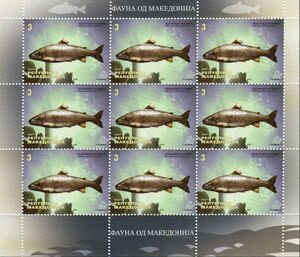 Ohrid Trout (Salmo letnica)