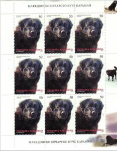 Macedonian Shepherd Dog/ Karaman (Canis lupus familiaris)