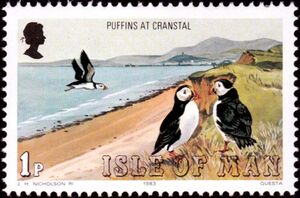 Atlantic Puffin (Fratercula arctica), Beach at Cranstal