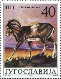 Mouflon (Ovis musimon)