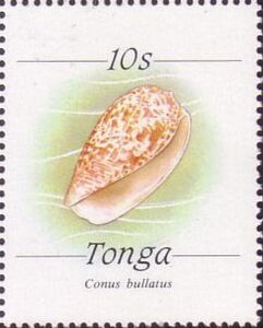 Bubble Cone (Conus bullatus)