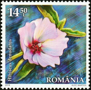 Rock Hibiscus (Hibiscus denudatus)