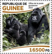 Eastern Gorilla (Gorilla beringei)