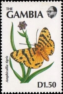 Butterfly (Amphicallia tigris)