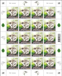 Siberian Flying Squirrel (Pteromys volans)