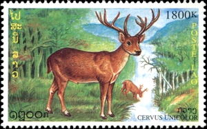 Sambar (Cervus unicolor)