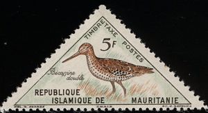 Great Snipe (Gallinago media)