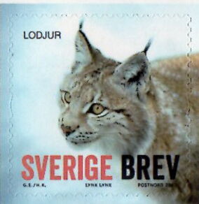 Eurasian Lynx (Lynx lynx)