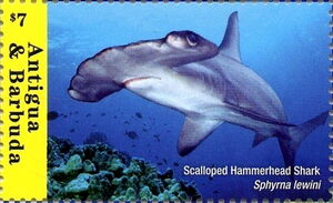 Scalloped hammerhead Shark (Sphyrna lewini) above Reef