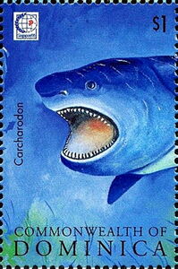 Carcharodon