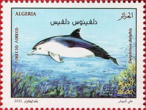 Common Dolphin (Delphinus delphis)