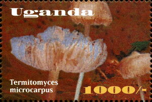 Termitomyces microcarpus