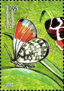 Orange Tip (Anthocharis cardamines)