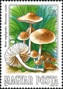 Marasmius oreades
