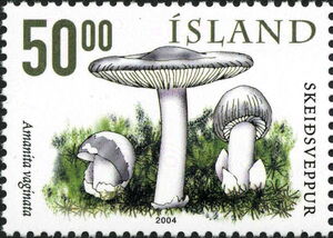 Mushrooms - Amanita vaginata