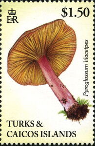 Pyroglossum lilaceipes