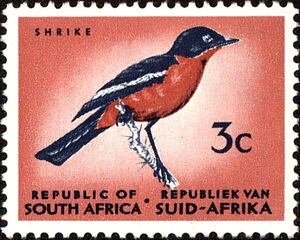 Crimson-breasted Shrike (Laniarius atrococcineus), redrawn