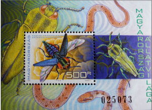 Metallic Wood-boring Beetle (Anthaxia hungarica)