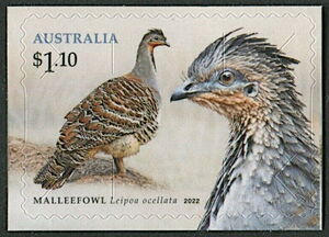 Malleefowl (Leipoa occellata)