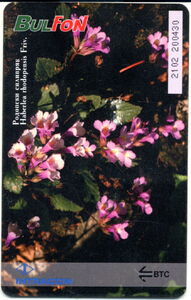 Haberlea Rhodopensis