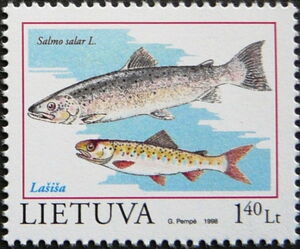 Atlantic Salmon (Salmo salar)