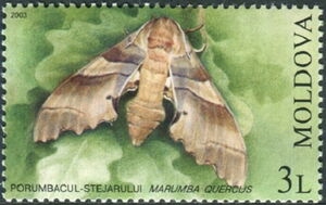 Oak Hawk Moth (Marumba quercus)