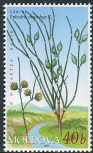 Sea Grape (Ephedra distachya L)