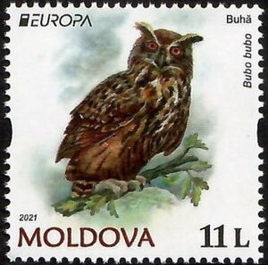 Eurasian Eagle-Owl (Bubo bubo)