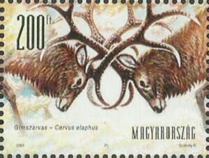 Red Deer (Cervus elaphus)