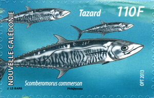 Narrow-barred Spanish mackerel (Scomberomorus commerson)
