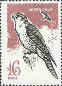 Gyrfalcon (Falco rusticolus)