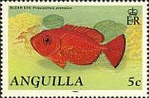 Blear Eye (Priacanthus arenatus)