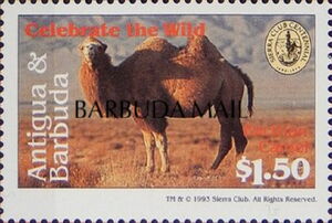 Bactrian Camel (Camelus bactrianus) - Overprinted
