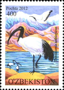 African Sacred Ibis (Threskiornis aethiopicus)