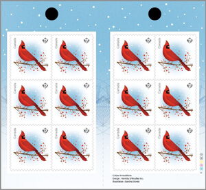 Cardinal (Cardinalis cardinalis)