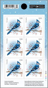 Blue Jay