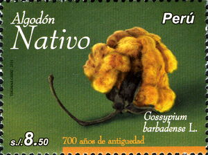 700 Years old cotton - Gossypium barbadense