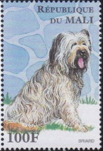 Briard